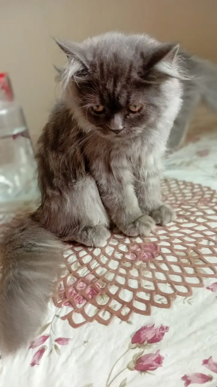 Persian Kittens for Sale | 2.5 Months | Grey Male & White Female — photo 5