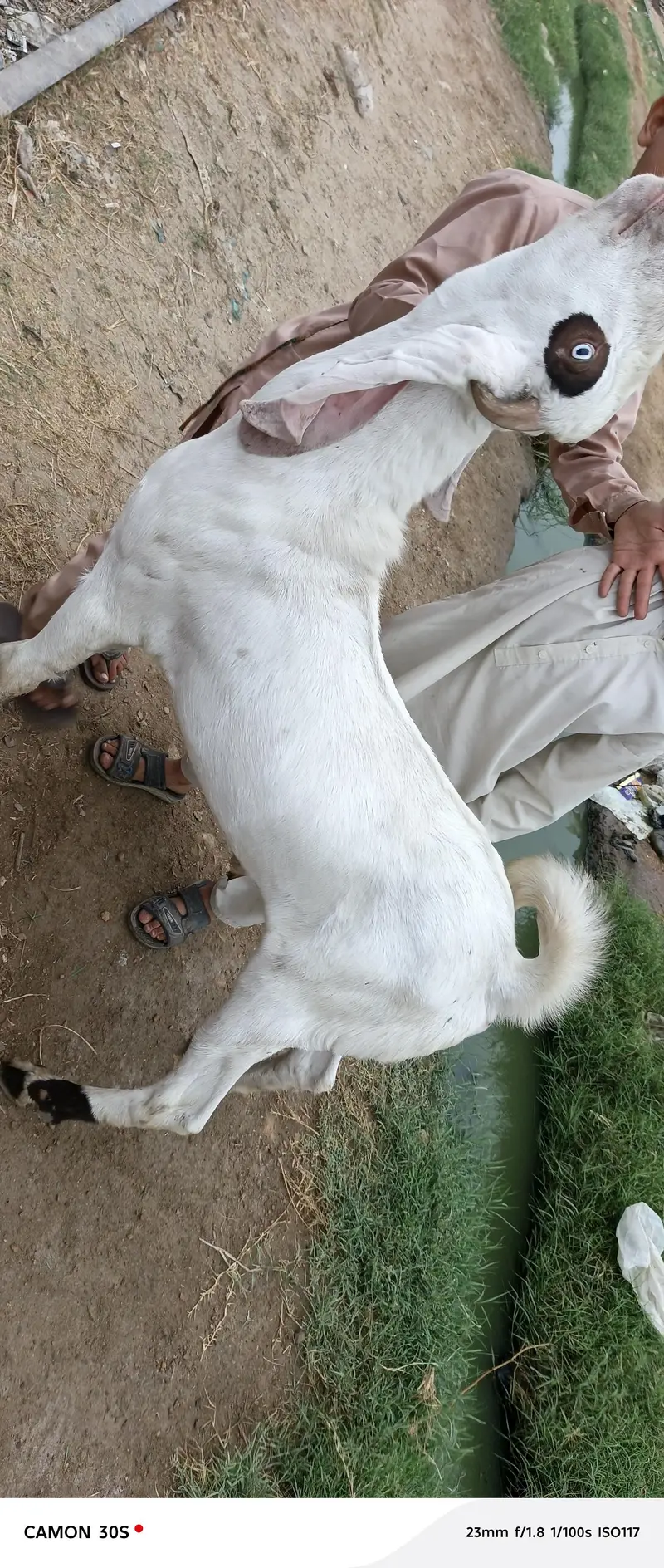 Gulabi nasal Bakra — photo 4