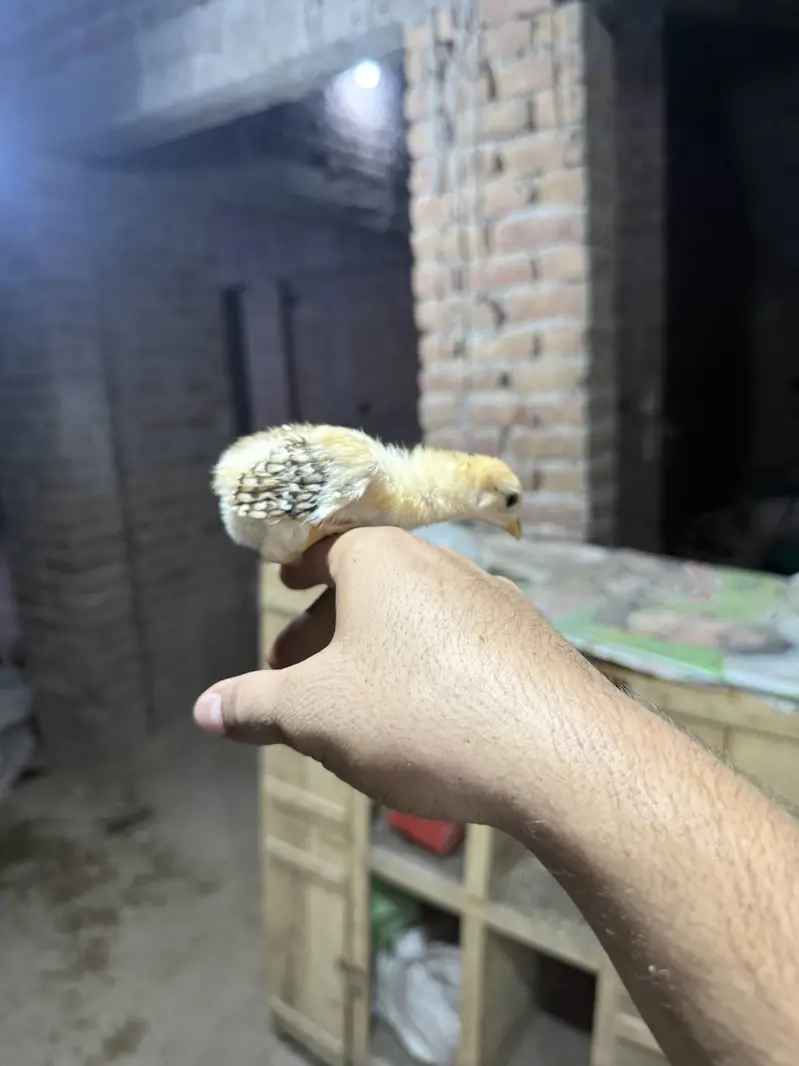Aseel chicjs for sale — photo 8