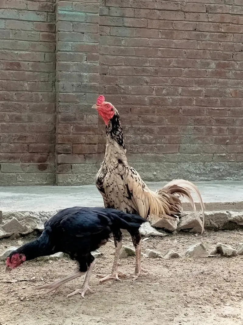 Burmi Patha — photo 3
