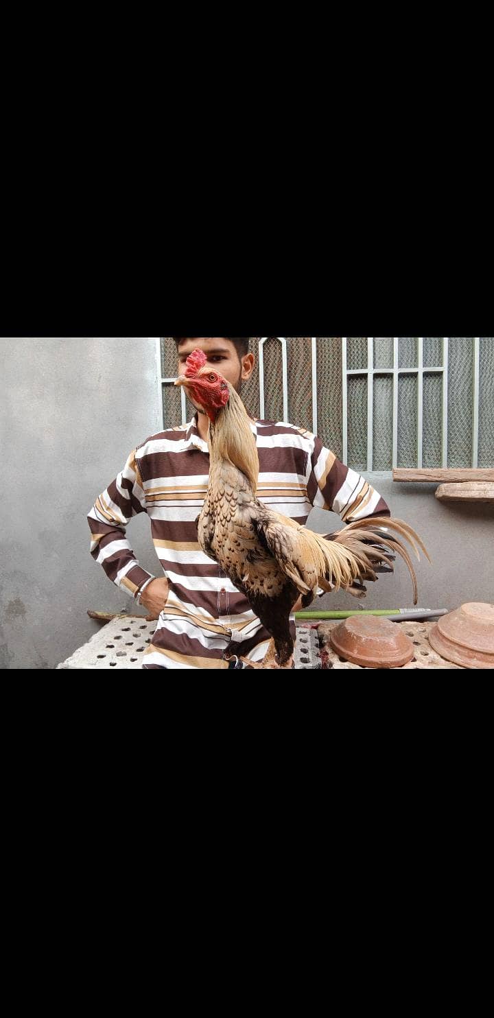 Burmi Patha 3