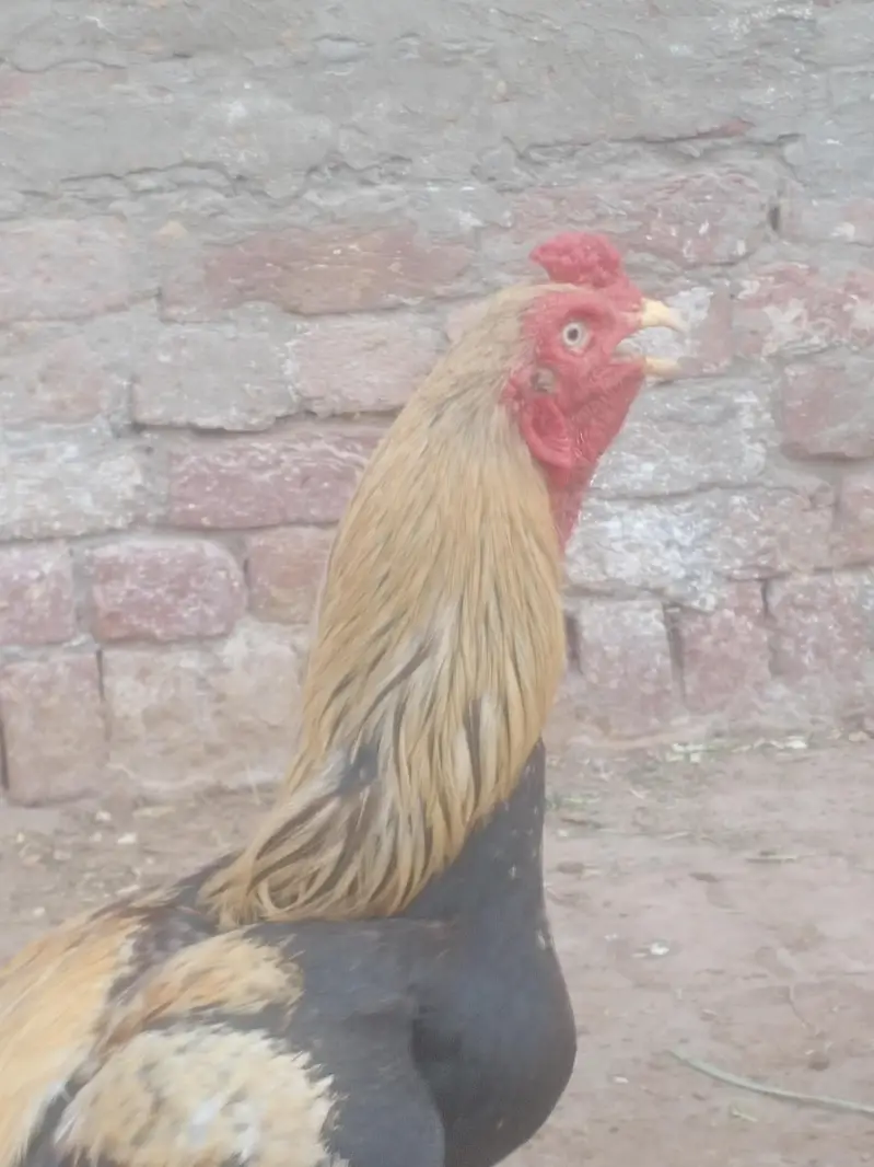 murgah — photo 2