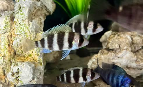 Frontosa and peacock cichlids available.
