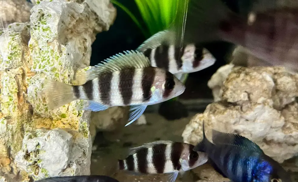 Frontosa and peacock cichlids available.