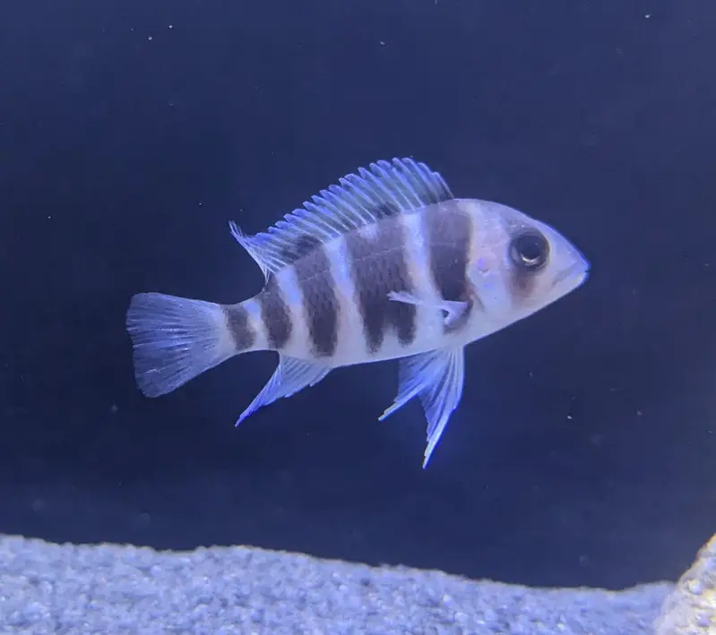 Frontosa and peacock cichlids available. — photo 2
