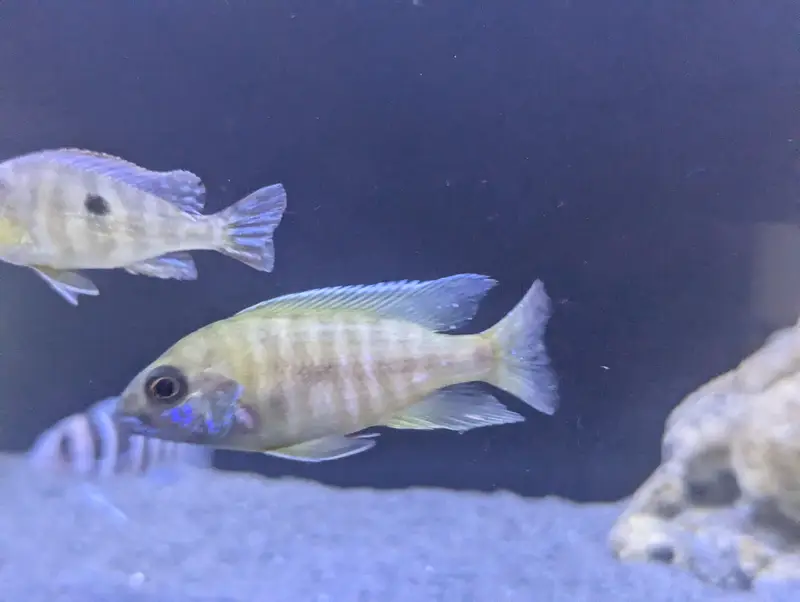 Frontosa and peacock cichlids available. — photo 3