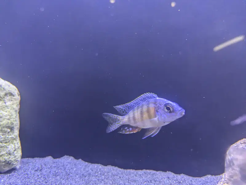 Frontosa and peacock cichlids available. — photo 4