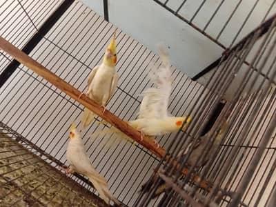love birds and cocotel totel 9 pce 3 love birds nd 5 cocotel
