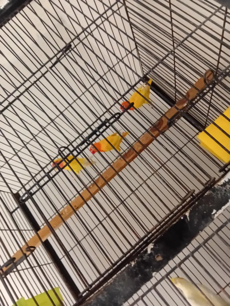 love birds and cocotel totel 9 pce 3 love birds nd 5 cocotel — photo 2
