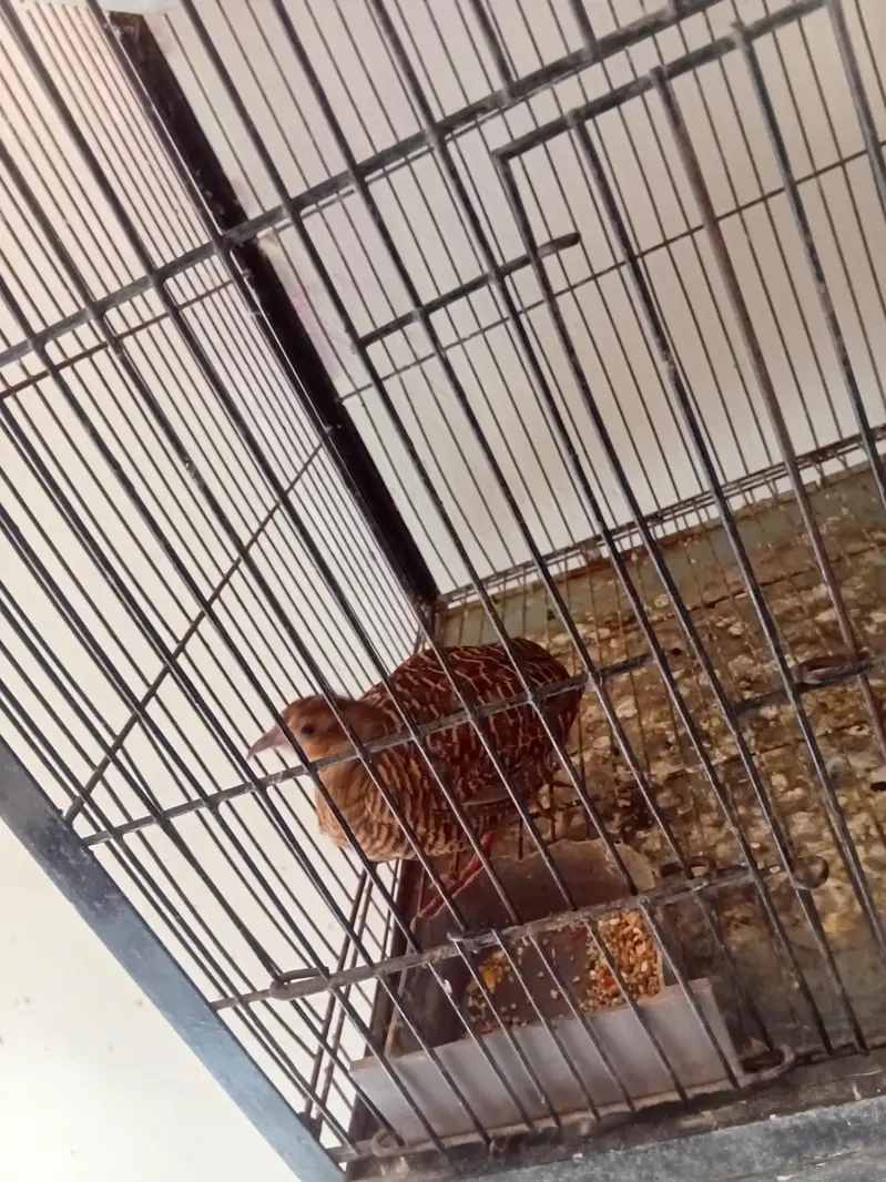 love birds and cocotel totel 9 pce 3 love birds nd 5 cocotel — photo 3