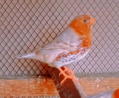 white java full ۔ half orang male obbbis/fw