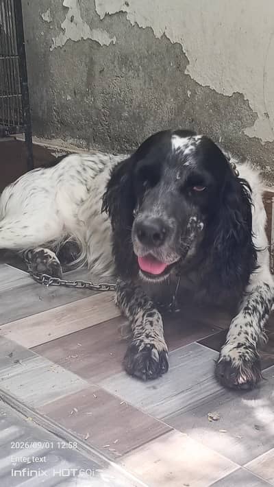 English spinger dog