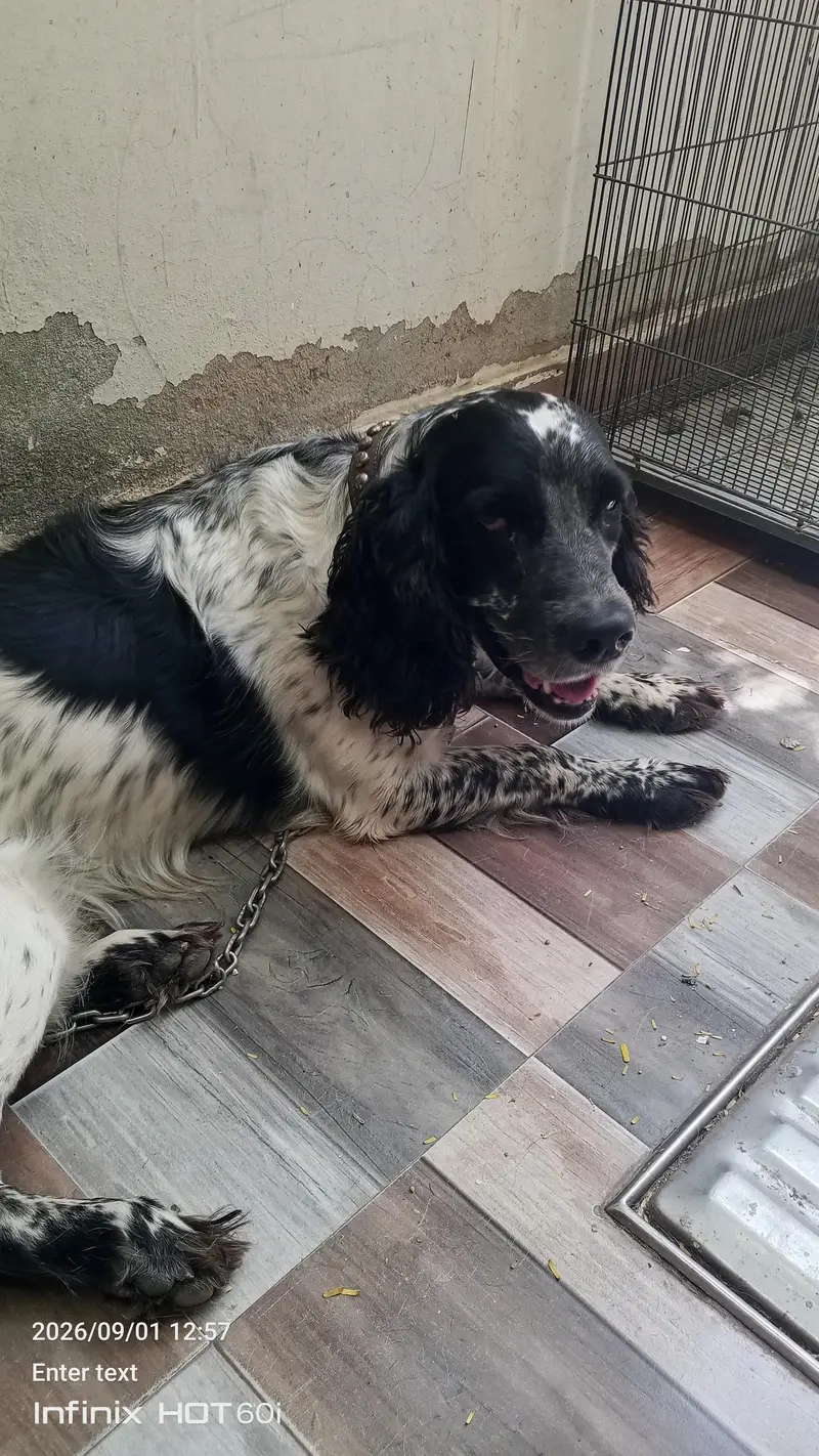 English spinger dog — photo 2