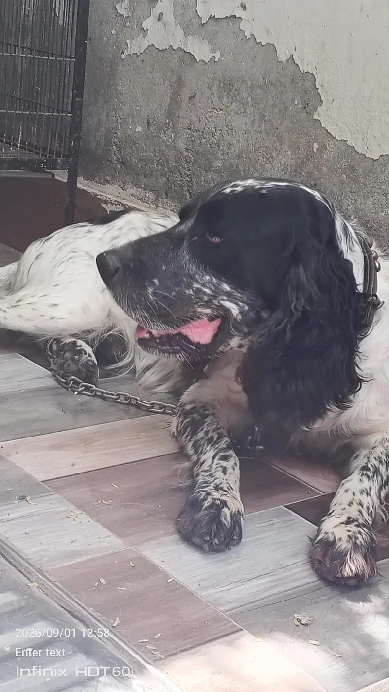 English spinger dog — photo 3
