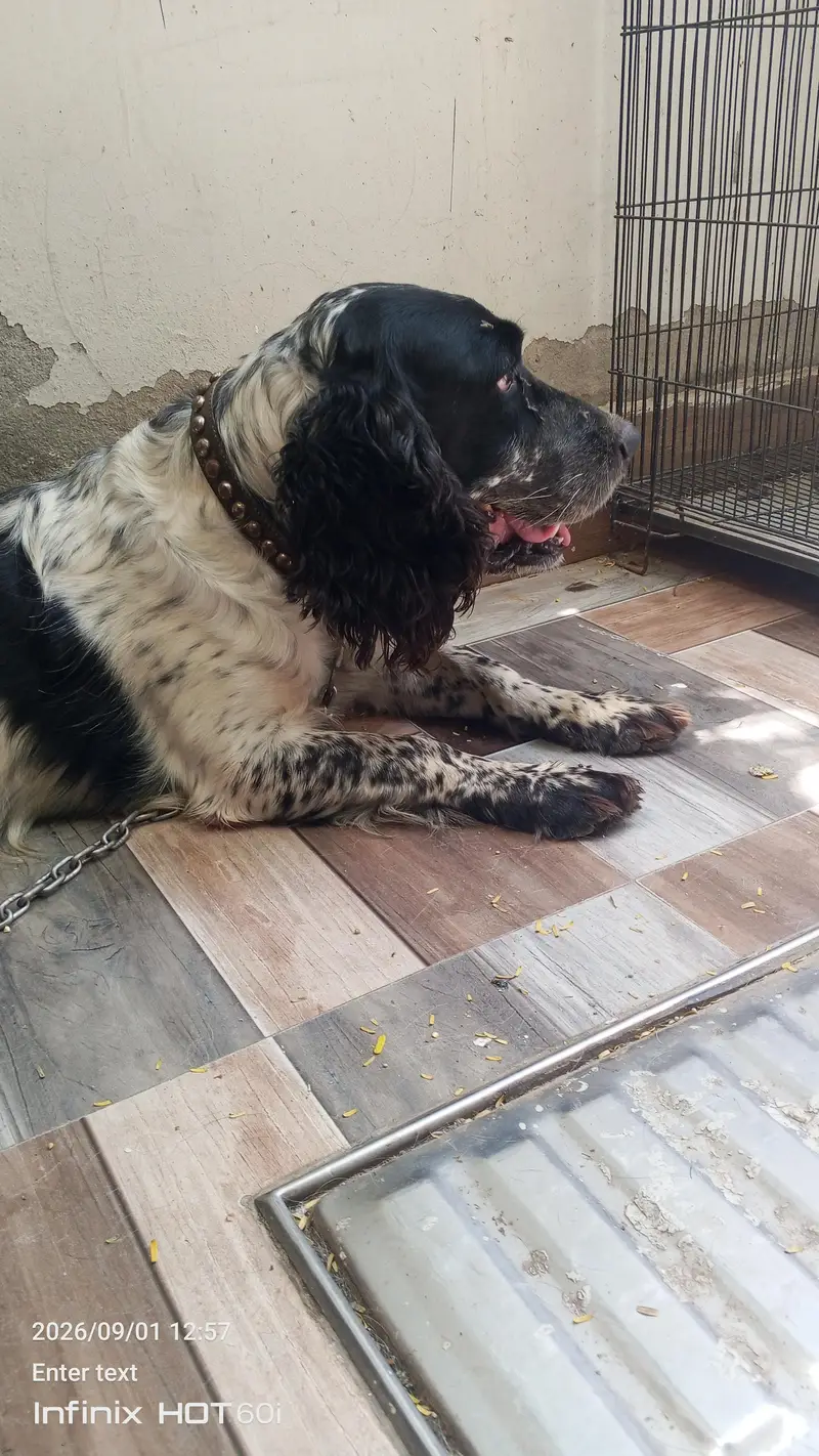 English spinger dog — photo 4