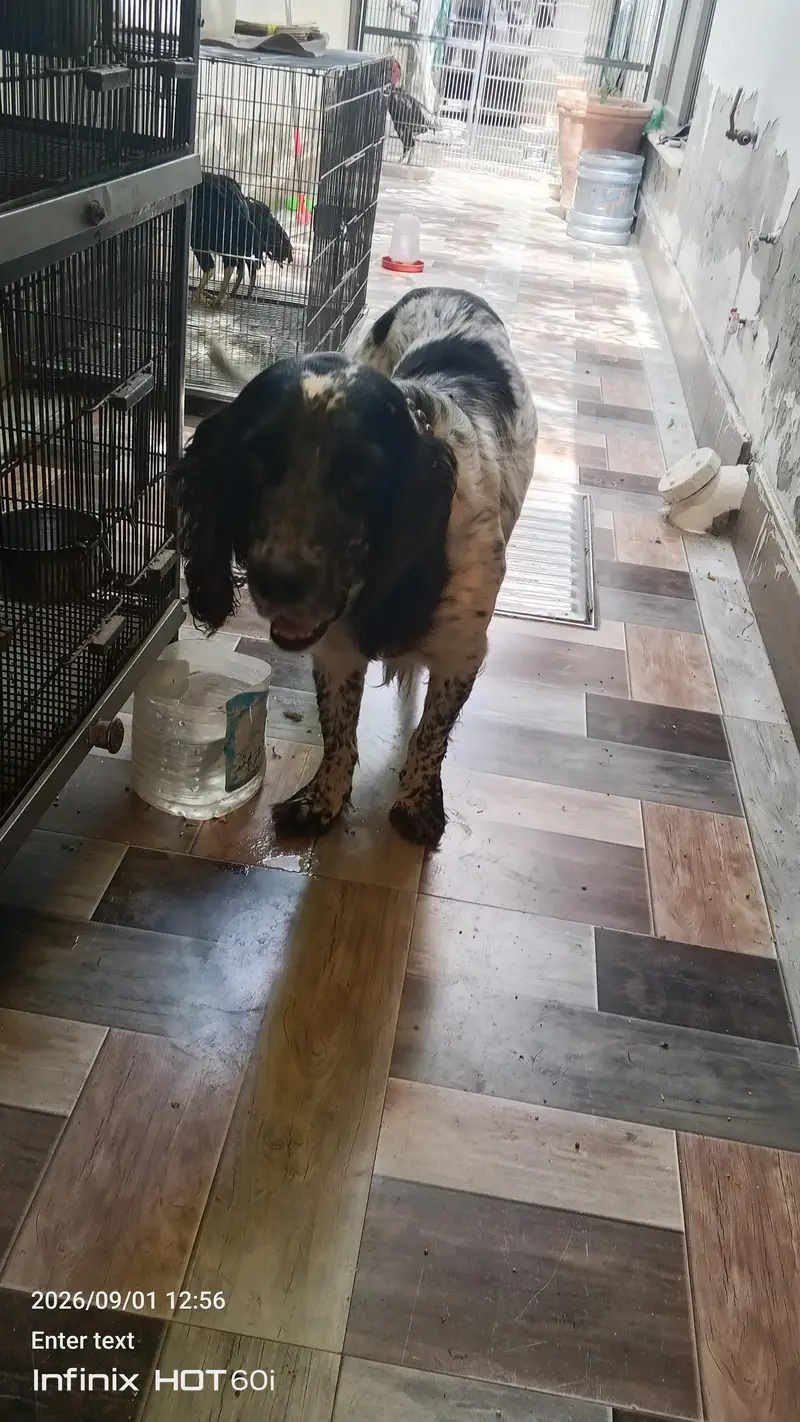 English spinger dog — photo 5