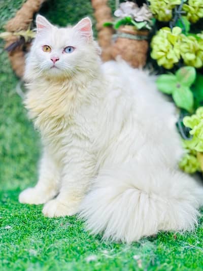 Pure persian cat /cute kitten | triple coated/ punch face_fluffy