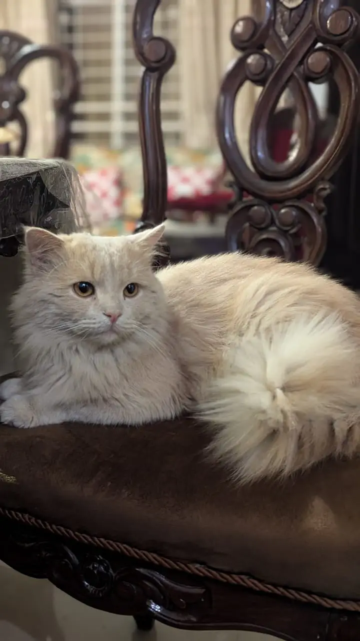 Pure persian cat /cute kitten | triple coated/ punch face_fluffy — photo 2