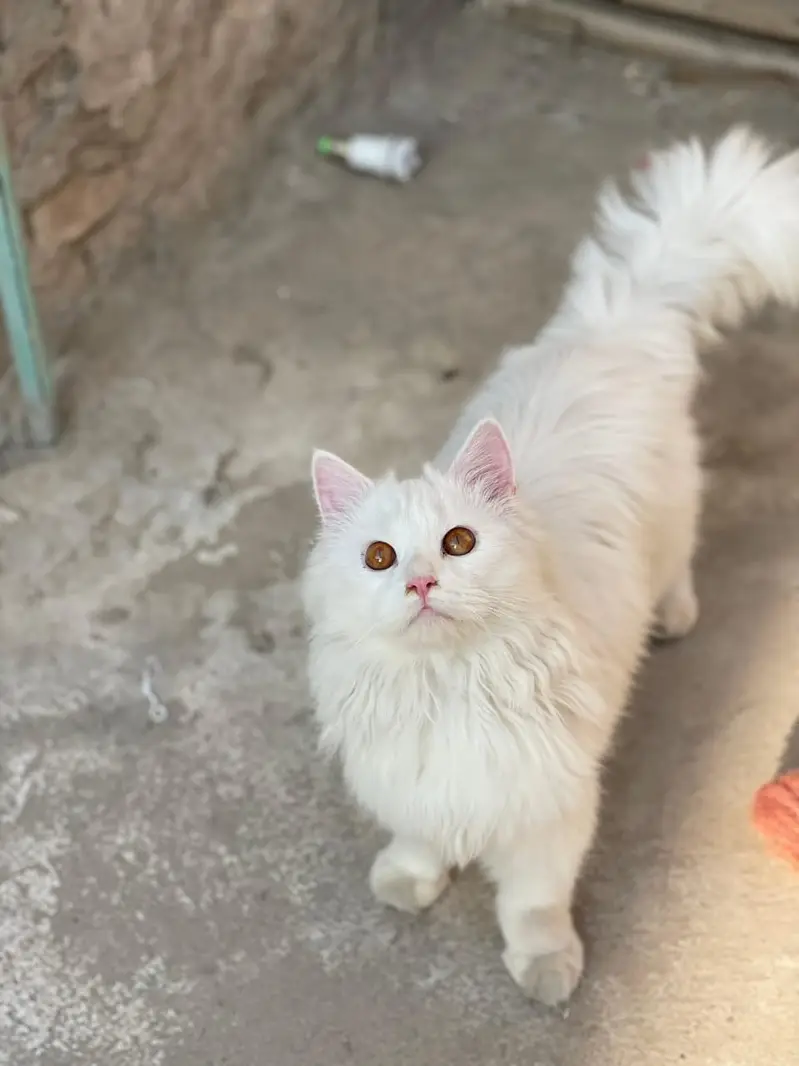 Pure persian cat /cute kitten | triple coated/ punch face_fluffy — photo 4