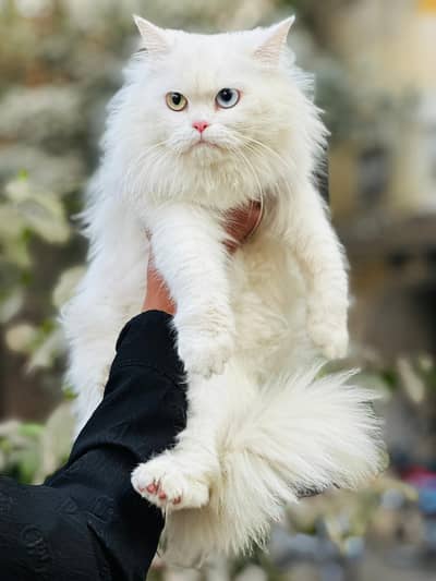 Pure persian cat /cute kitten | triple coated/ punch face_fluffy