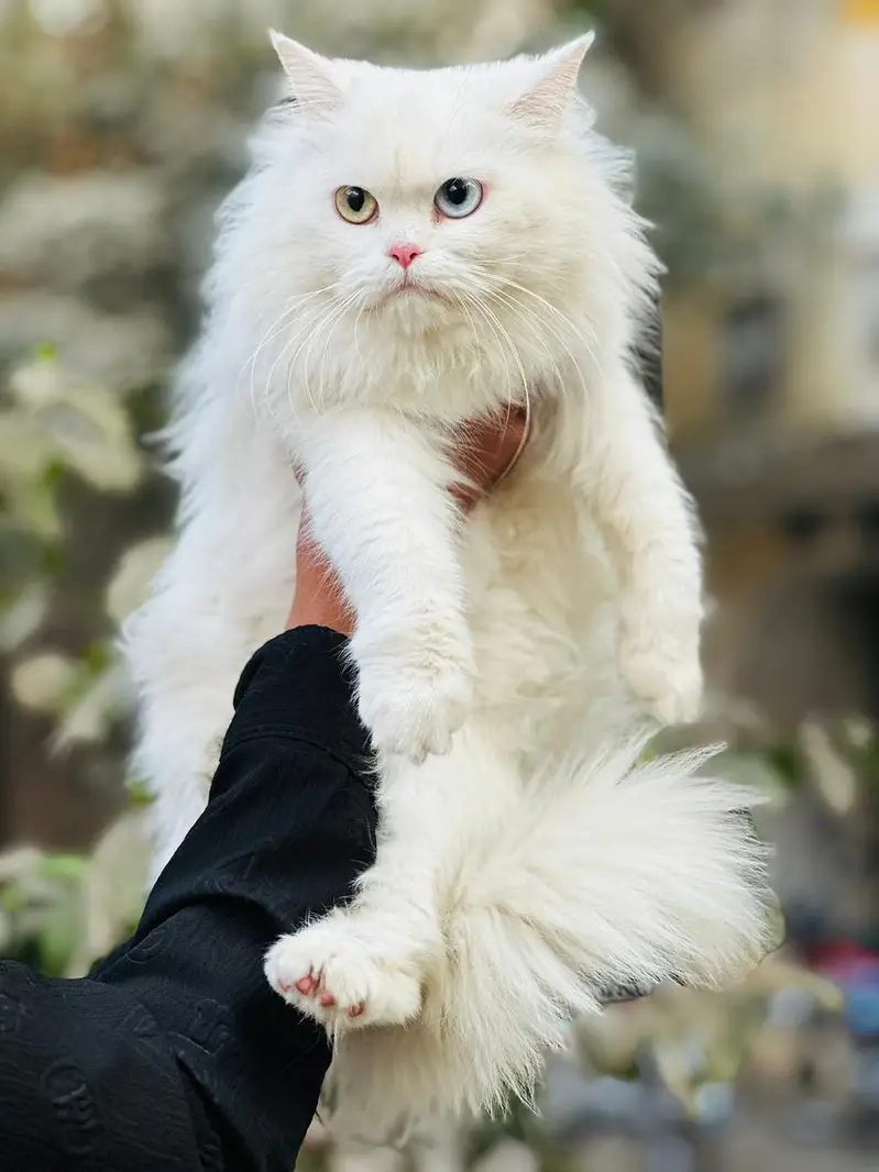 Pure persian cat /cute kitten | triple coated/ punch face_fluffy — photo 5