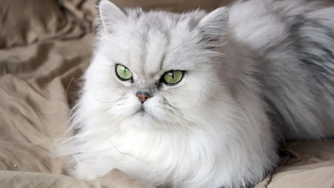 Pure persian cat /cute kitten | triple coated/ punch face_fluffy — photo 6