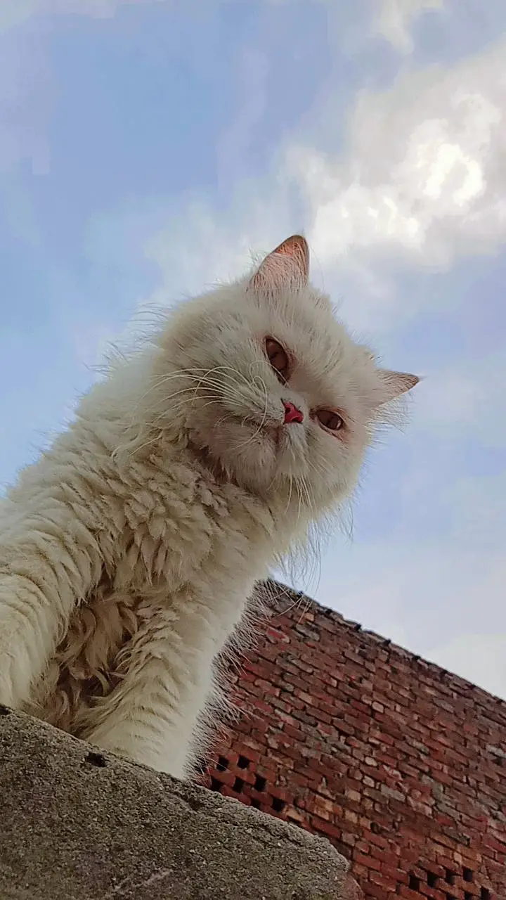 Pure persian cat /cute kitten | triple coated/ punch face_fluffy — photo 7