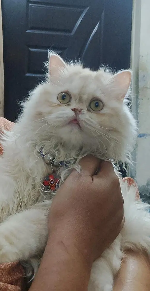 Pure persian cat /cute kitten | triple coated/ punch face_fluffy — photo 9