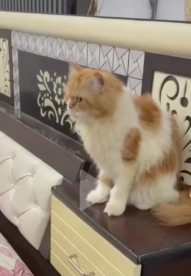Pure persian cat /cute kitten | triple coated/ punch face_fluffy — photo 10