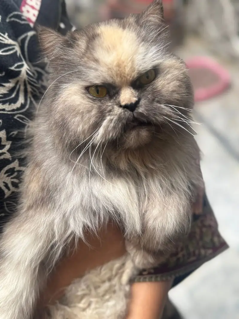 Pure persian cat /cute kitten | triple coated/ punch face_fluffy — photo 11
