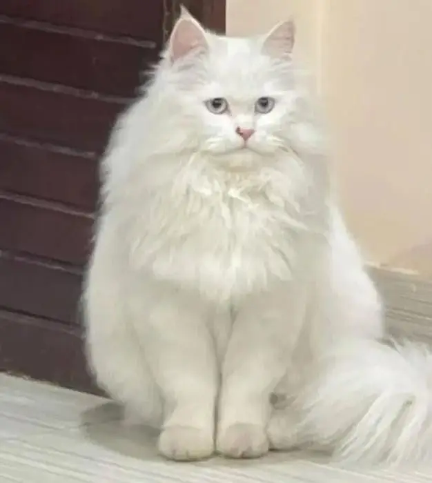 Pure persian cat /cute kitten | triple coated/ punch face_fluffy — photo 12