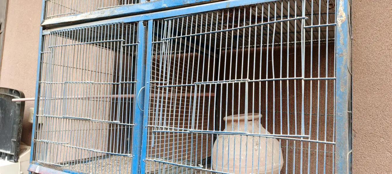 Bird cage for sale — photo 2