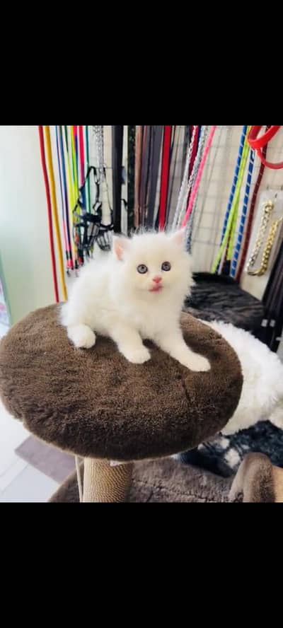 persian cat for sale