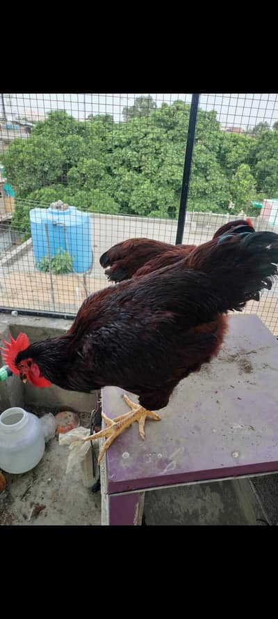 rhoad island red rir heritage breedar pare available