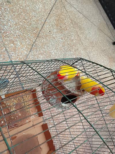 love birds