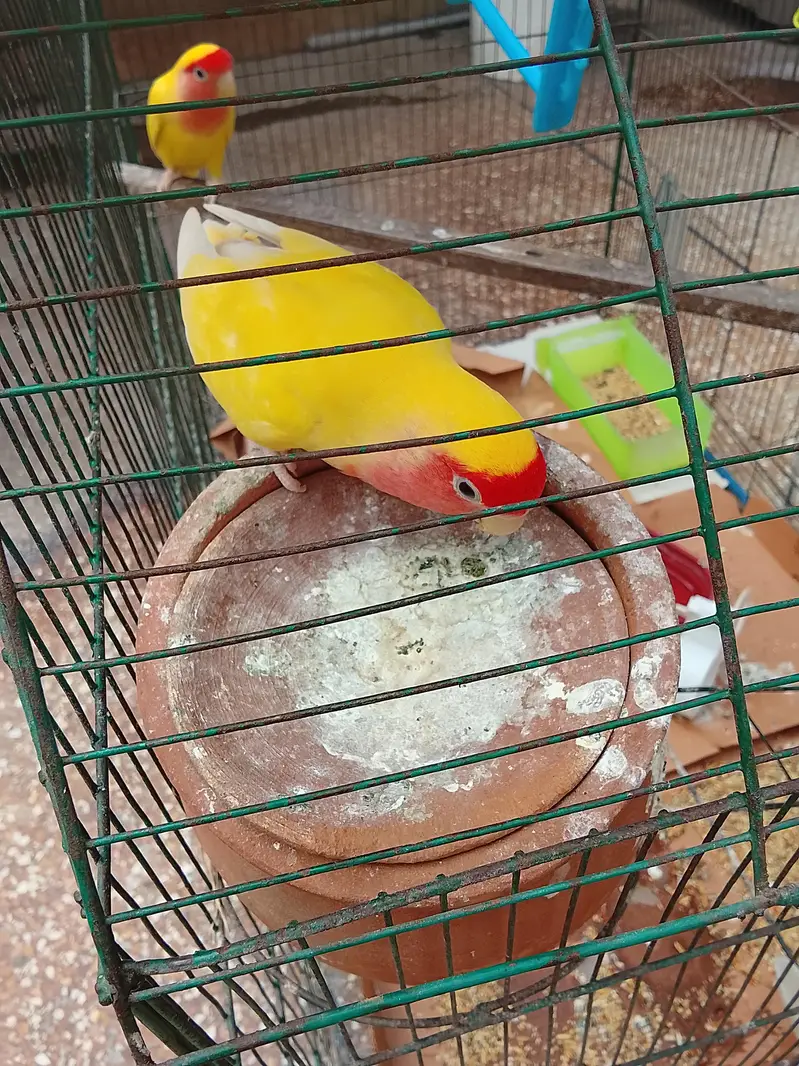 love birds — photo 3