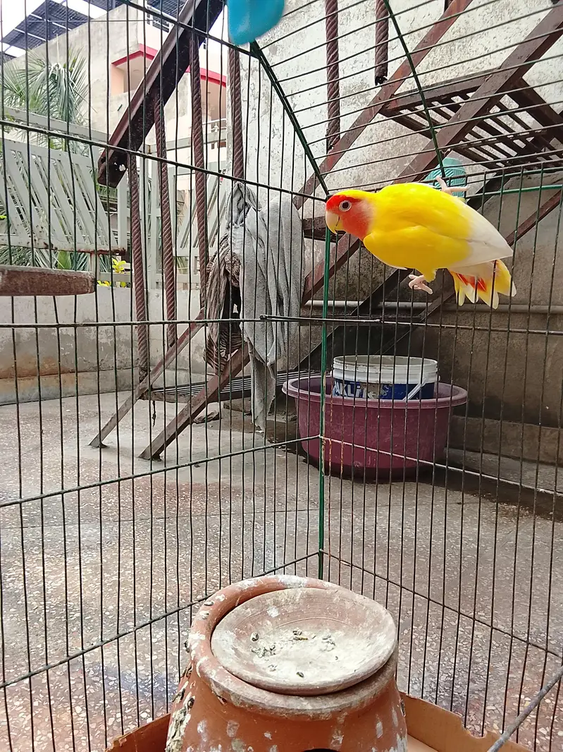 love birds — photo 4