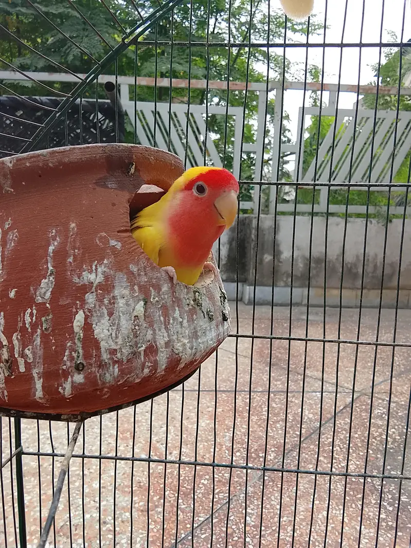 love birds — photo 5