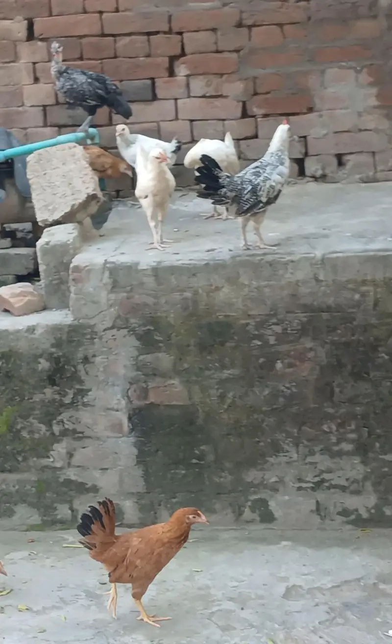 Price: 1200 روپے فی مرغی  Location: Lala — photo 3