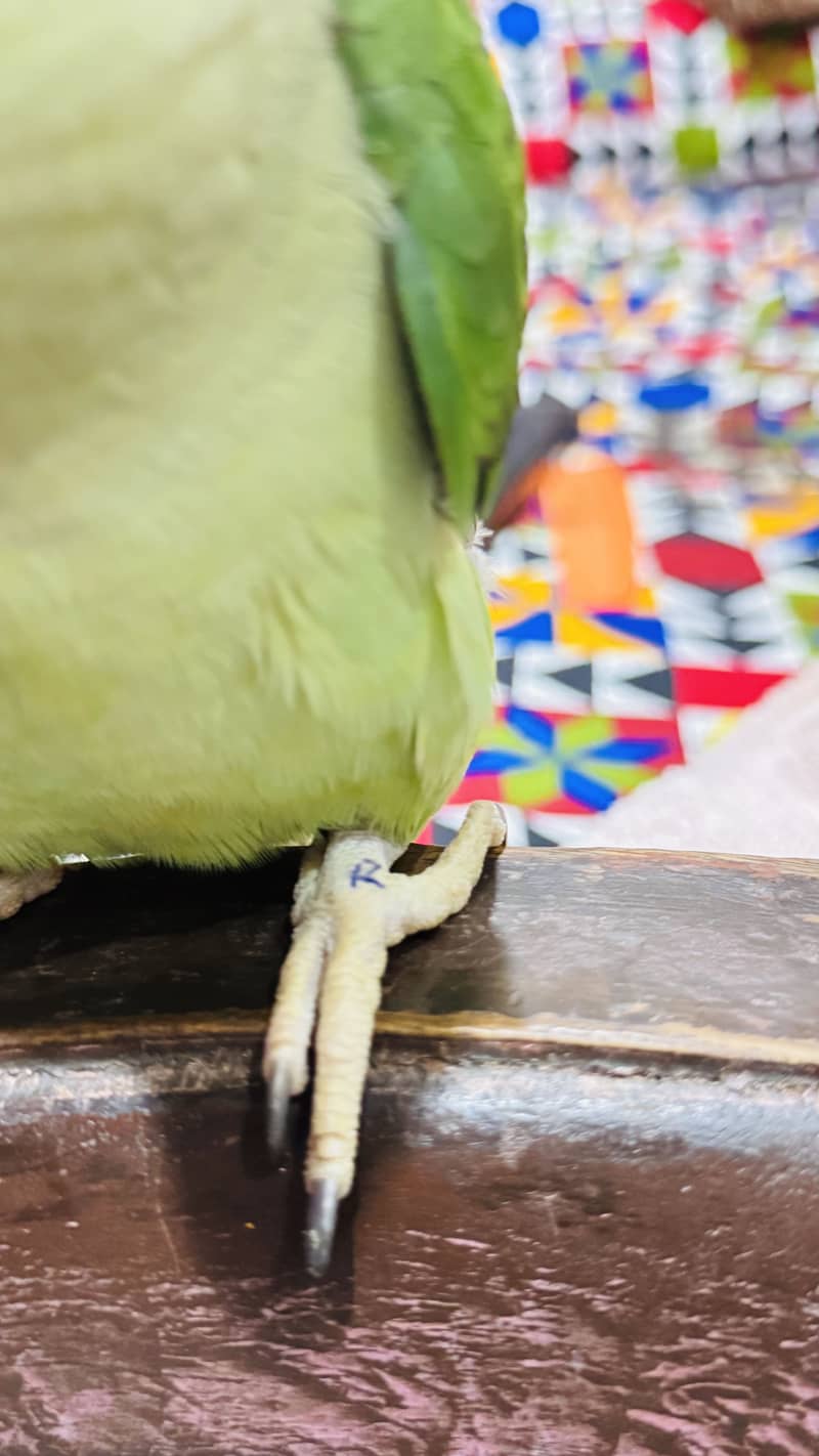 Hand tame 7