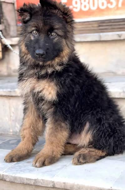 German Shepherd Puppy Long Coat