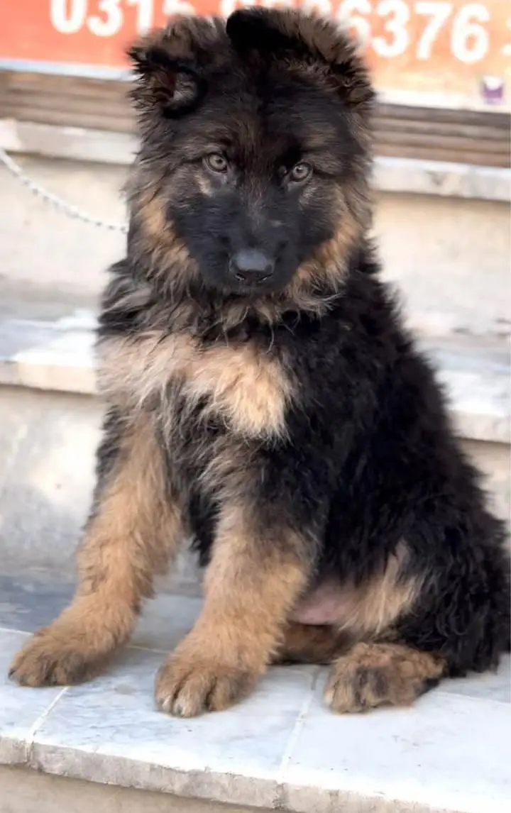 German Shepherd Puppy Long Coat — photo 2