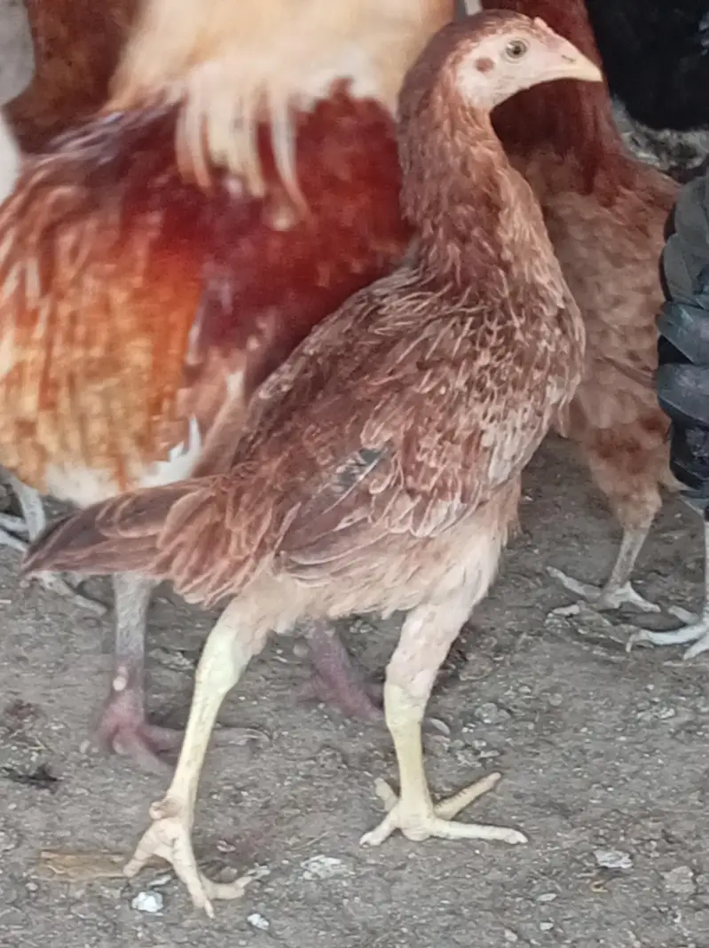 For sale Golden Misri female or 2 Male — photo 2