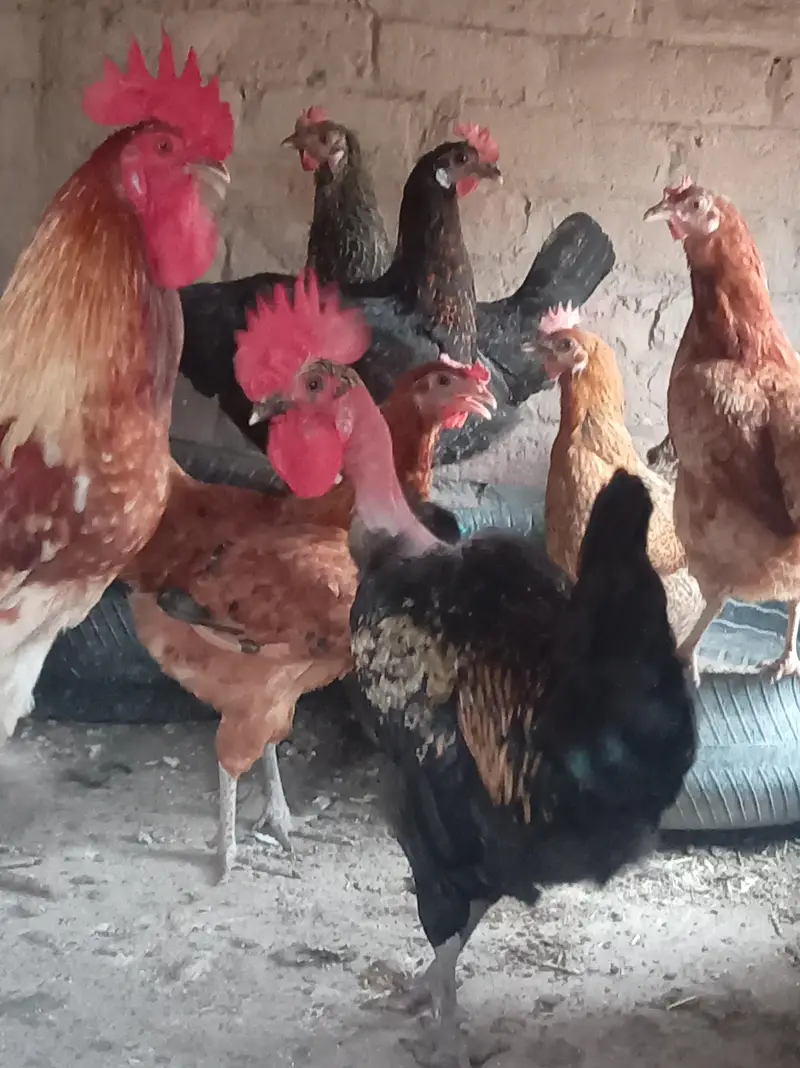 For sale Golden Misri female or 2 Male — photo 3