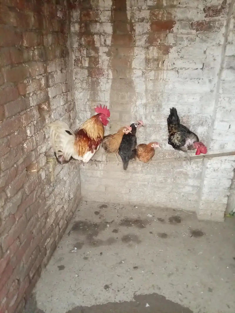 For sale Golden Misri female or 2 Male — photo 4