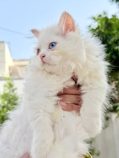 Persian female kitten triple coated Blue Eyes