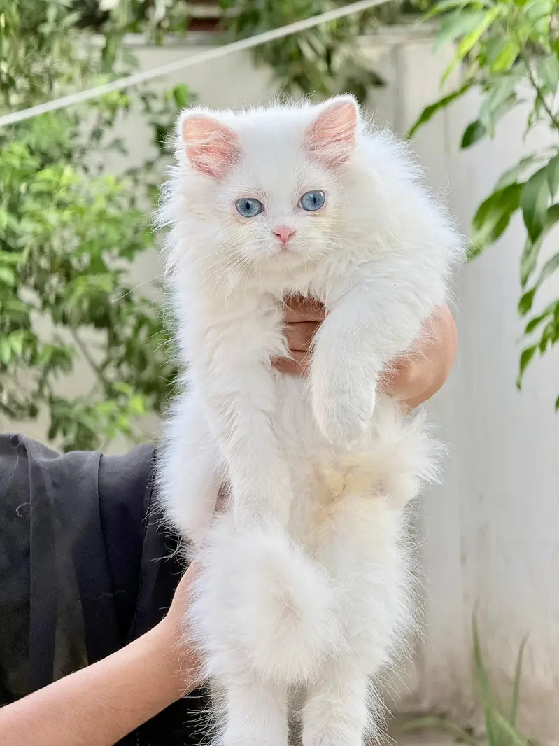 Persian female kitten triple coated Blue Eyes — photo 2