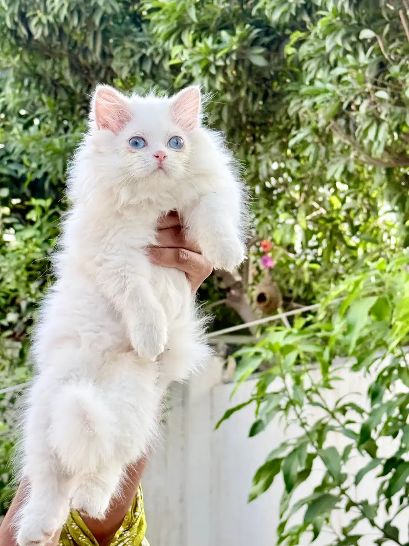 Persian female kitten triple coated Blue Eyes — photo 3