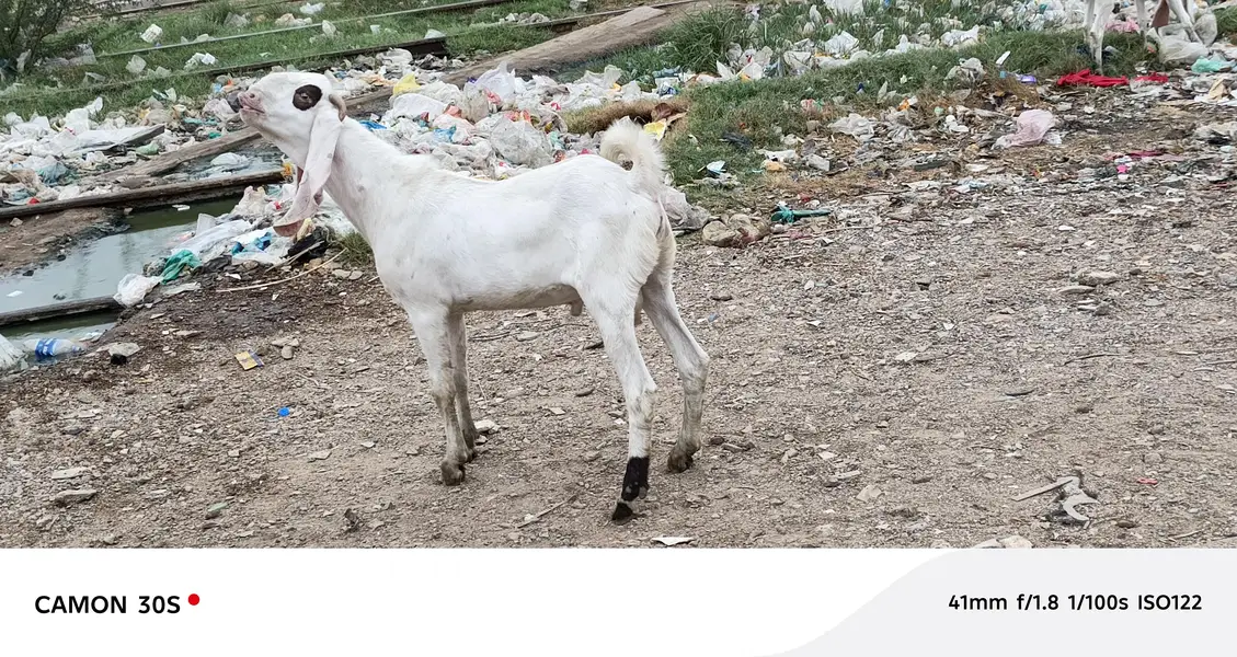 Gulabi nasal Bakra — photo 3