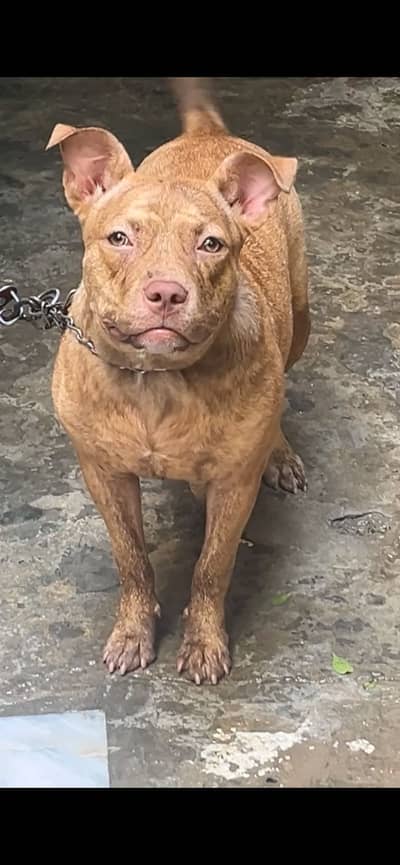 6 months old pitbull female available for sale